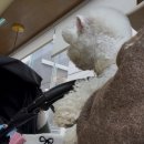 사랑방펫 이미지