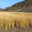 양지농원 이미지