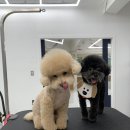샤워하개 | 미용기록 :새로운 샤워하개에서 여름미용하기