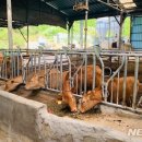 정산축산 이미지