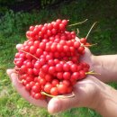 로뎀 농장 이미지