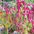 맨드라미농장 이미지