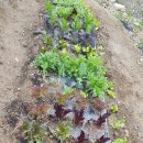 천종농장 이미지