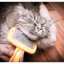 삼송동물의료센터 이미지