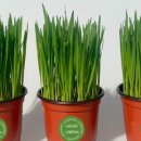 그린가든 이미지