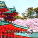 일본이 빼앗아간 벚꽃의 그리운 고향은 한국 이미지