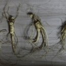 박종명 농장 이미지