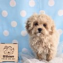 몽몽바블펫# 이미지