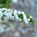 개나리꽃민박 이미지