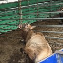 안심사슴농장 이미지