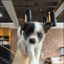 천안 강아지분양 고양이분양 파라다이스펫본점 이미지