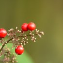 이화원(온실) 이미지