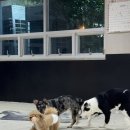 개꿀잼 애견카페 이미지