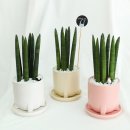 이제는 반려식물시대! 부모사랑상조와 알아보는 여름철 똑똑한 인테리어 플렌테리어 식물 추천 이미지