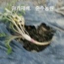 푸른자라농원 네이버블로그