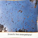 23 Where Do Insects Live? 이미지