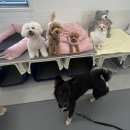 에덴 애견 유치원 호텔 이미지