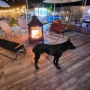 선사애견 이미지