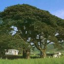 관매도 후박나무 이미지