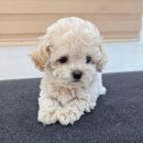 탬스켄넬 이미지