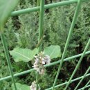 장모사랑 이미지