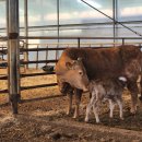 우량한우 이미지