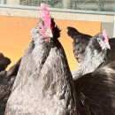 양지슈퍼 이미지