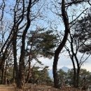청룡초등학교 | 서울 관악구 청룡산 생태숲길: 가족과 함께하는 자연 힐링 산책 코스