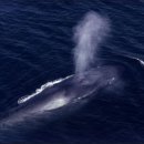 지구상 최대의 생물....흰긴수염고래 이미지