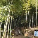 맹종죽테마파크1 이미지