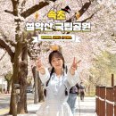 북05 | 강원도 속초 갈만한곳 설악산 국립공원 날씨 벚꽃 명소 주차장