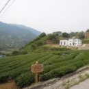 정금마을 차밭 앞 이미지