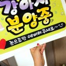 강이네펫샵 이미지