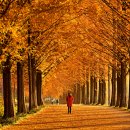 황금빛 가로수길 이미지