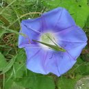 내촌아리랑마을 이미지