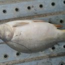 칠리제 낚시터 이미지