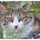 고다상사 이미지