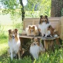 쇼독(Show dog) 이미지