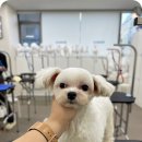 그랜드 애견 미용 이미지