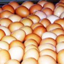 명천농장 이미지