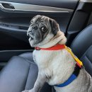 이리온 동물메디컬센터 이미지