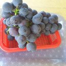 슬기네농장 이미지