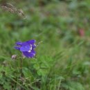 백두산화원 이미지