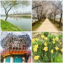 안양천 제방(오금교~인라인스케이트장, 어린이교통공원 위쪽) - 2100 | 걷기 일상 - 안양천