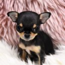 서산벤지 이미지