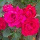 진천장미공원 이미지