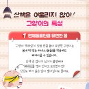 로망펫 네이버블로그