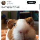기니