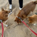 가족독채펜션편한대로 이미지