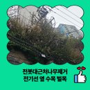 수진2동 주민자치센터(2 3 4층) | 전봇대근처나무제거 전기선 옆 수목 벌목